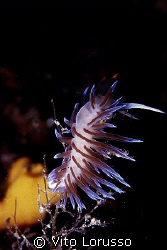 Nudibranchs - Cratena peregrina by Vito Lorusso 